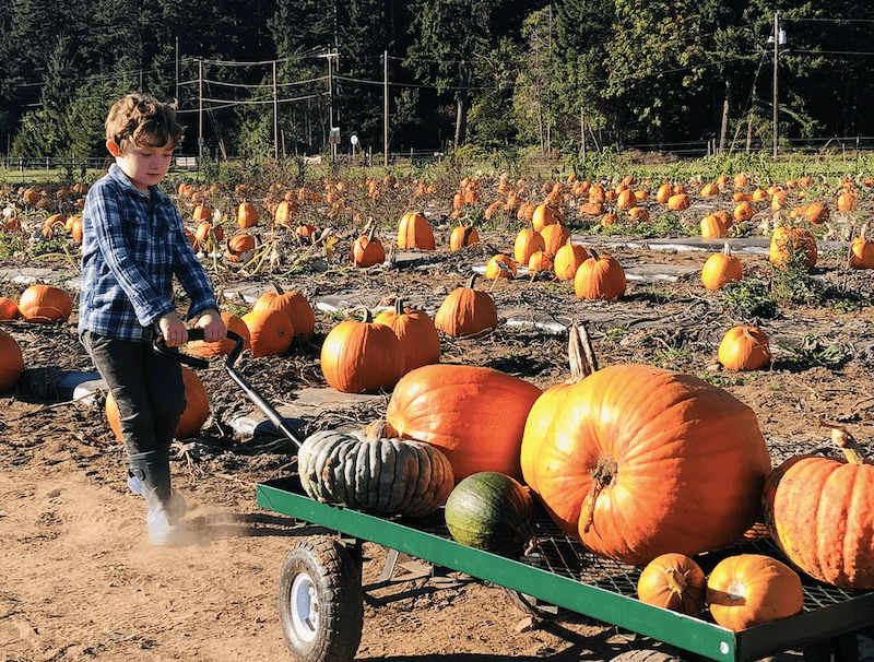 fat-turnip-farms-fall