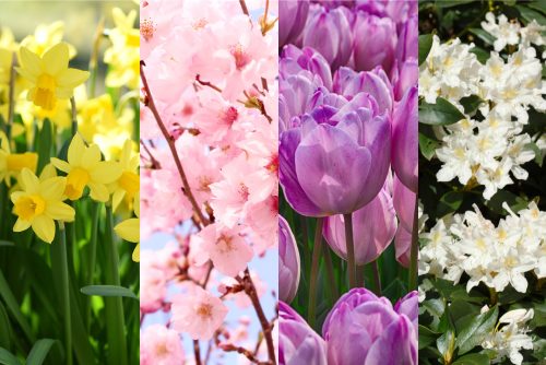 spring-flowers-tulips-cherry-blossoms